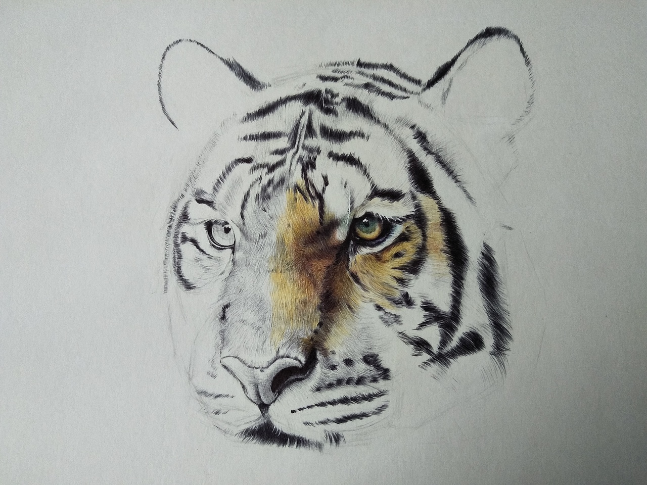 彩色圆珠笔画-动物篇