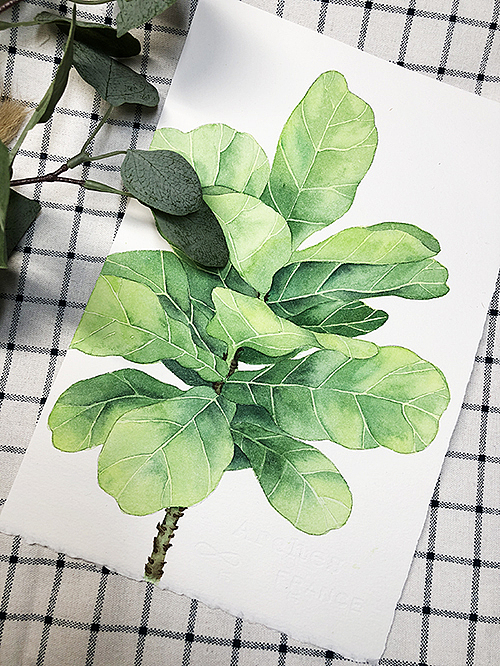 水彩绿植-琴叶榕