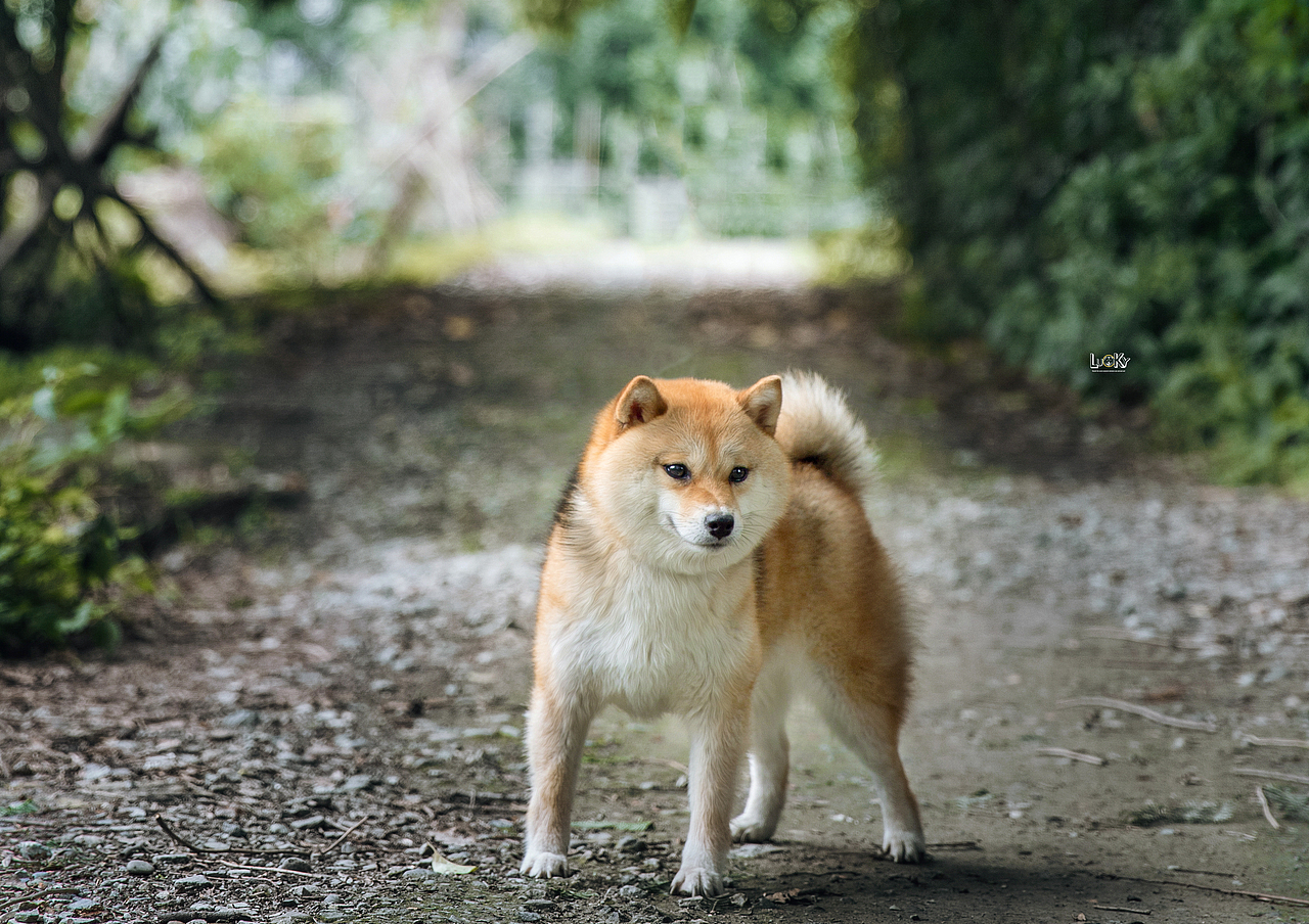 宠物摄影|柴犬