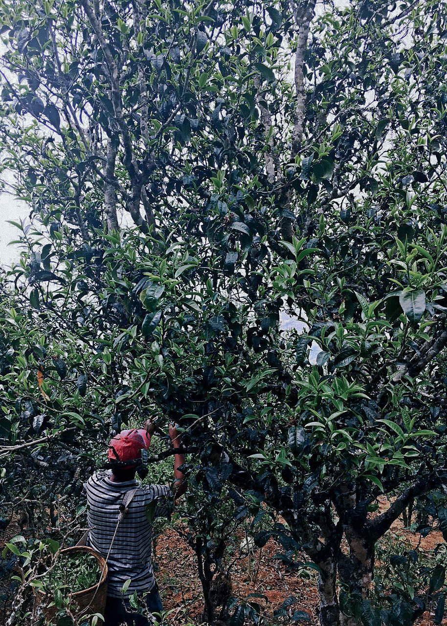 五玄土 || 吃茶去