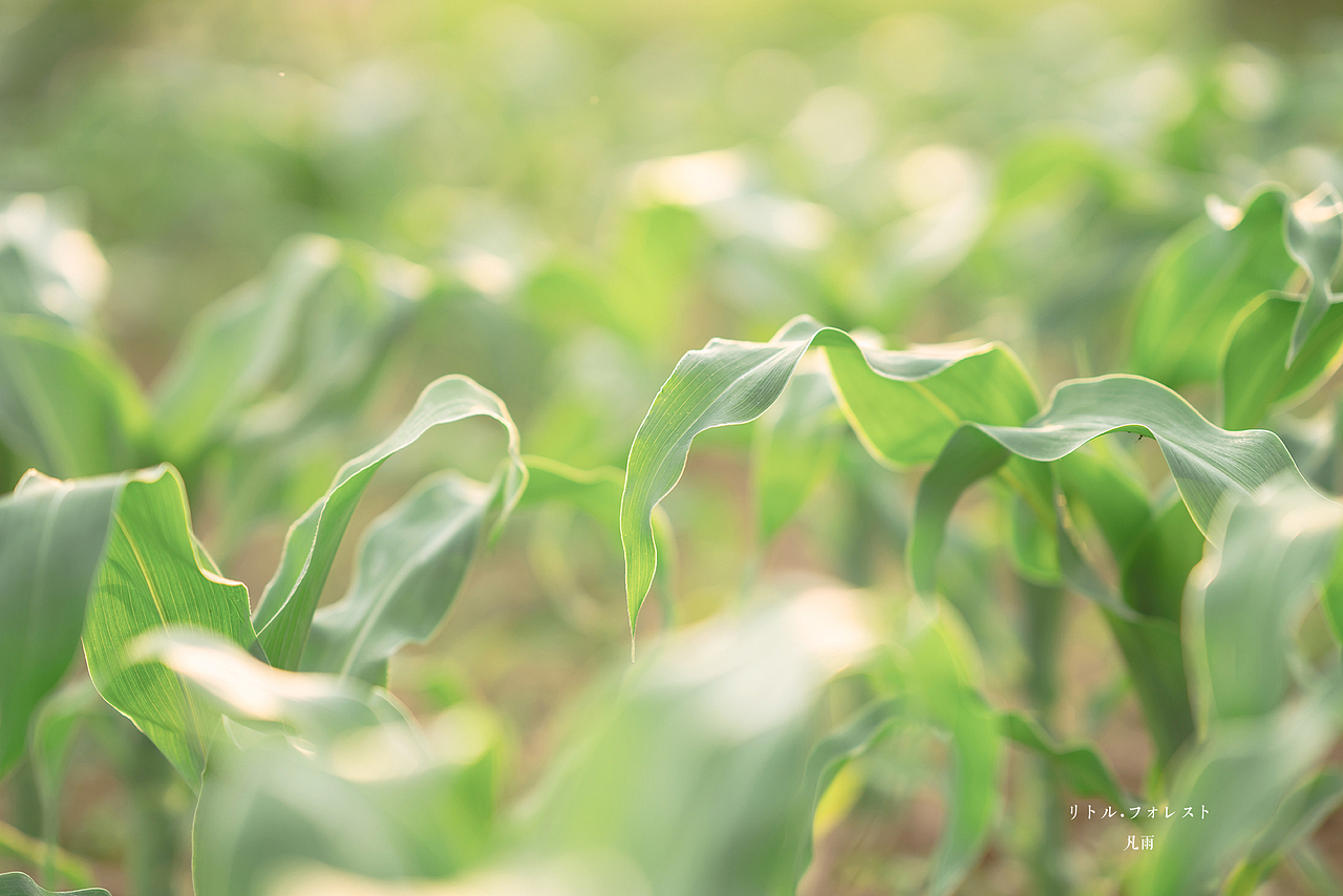 男孩纸的小森林