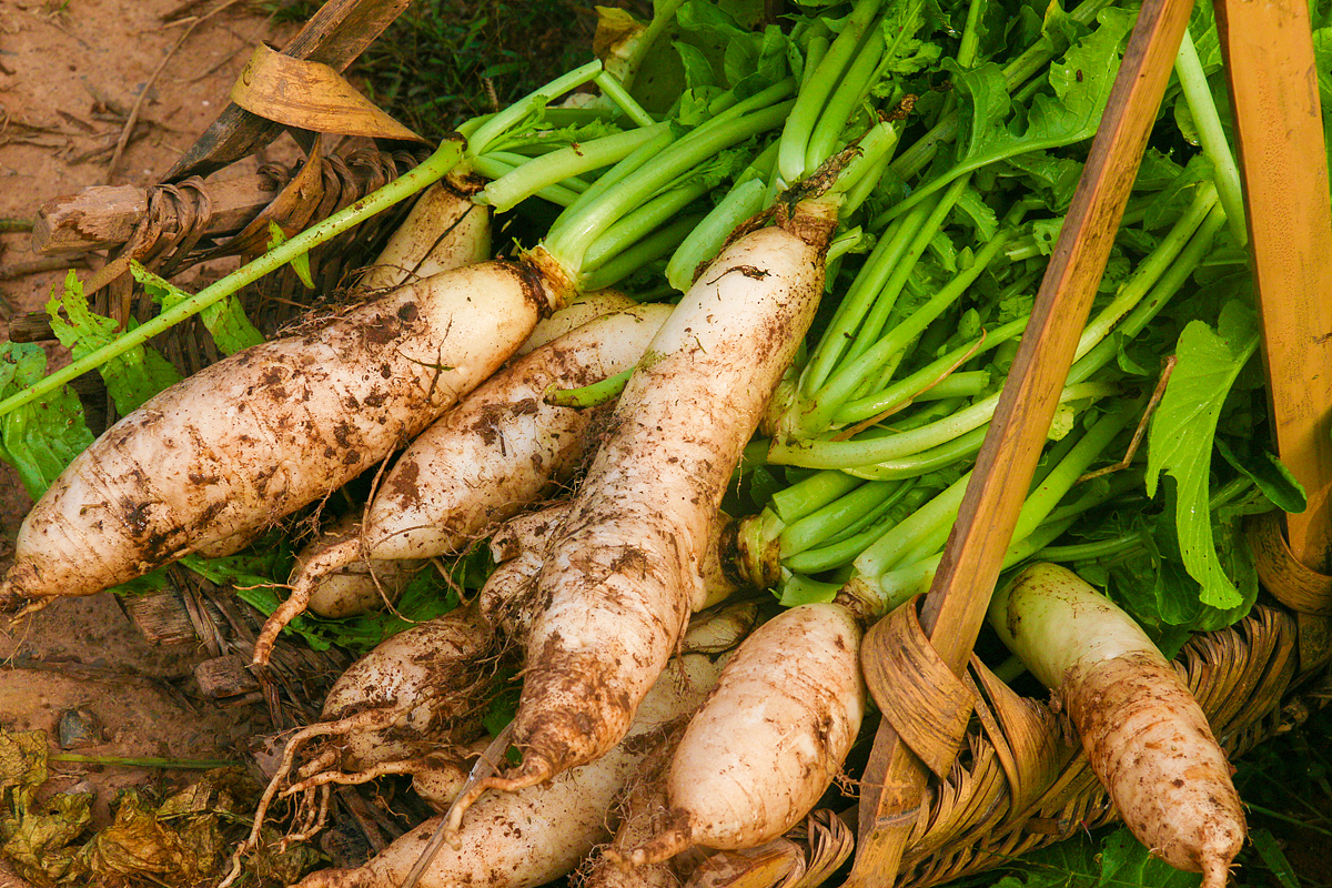 阳先森萝卜干制作（图ZNjI3NjM4OTY=） - 产品摄影 - 站酷设计师阳先森原创素材 - 站酷ZCOOL