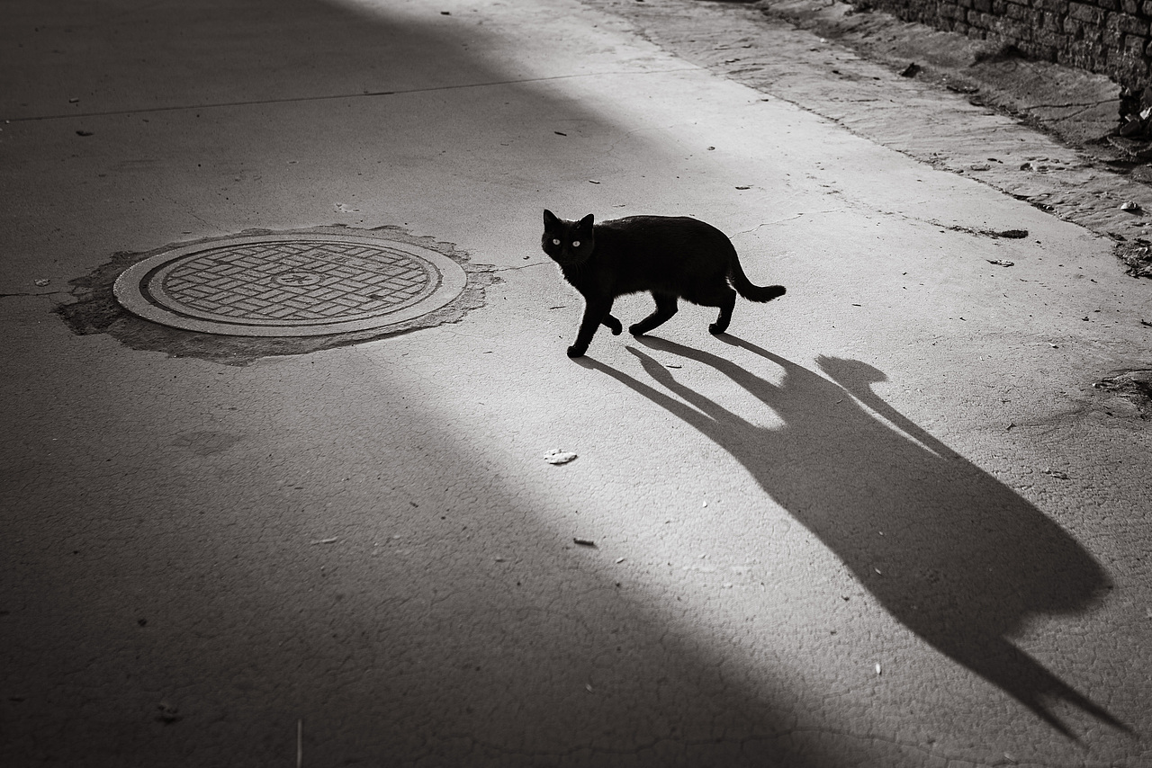 冬阳偏西,一只黑猫走过,它停下来一动不动看着我手中的相机。