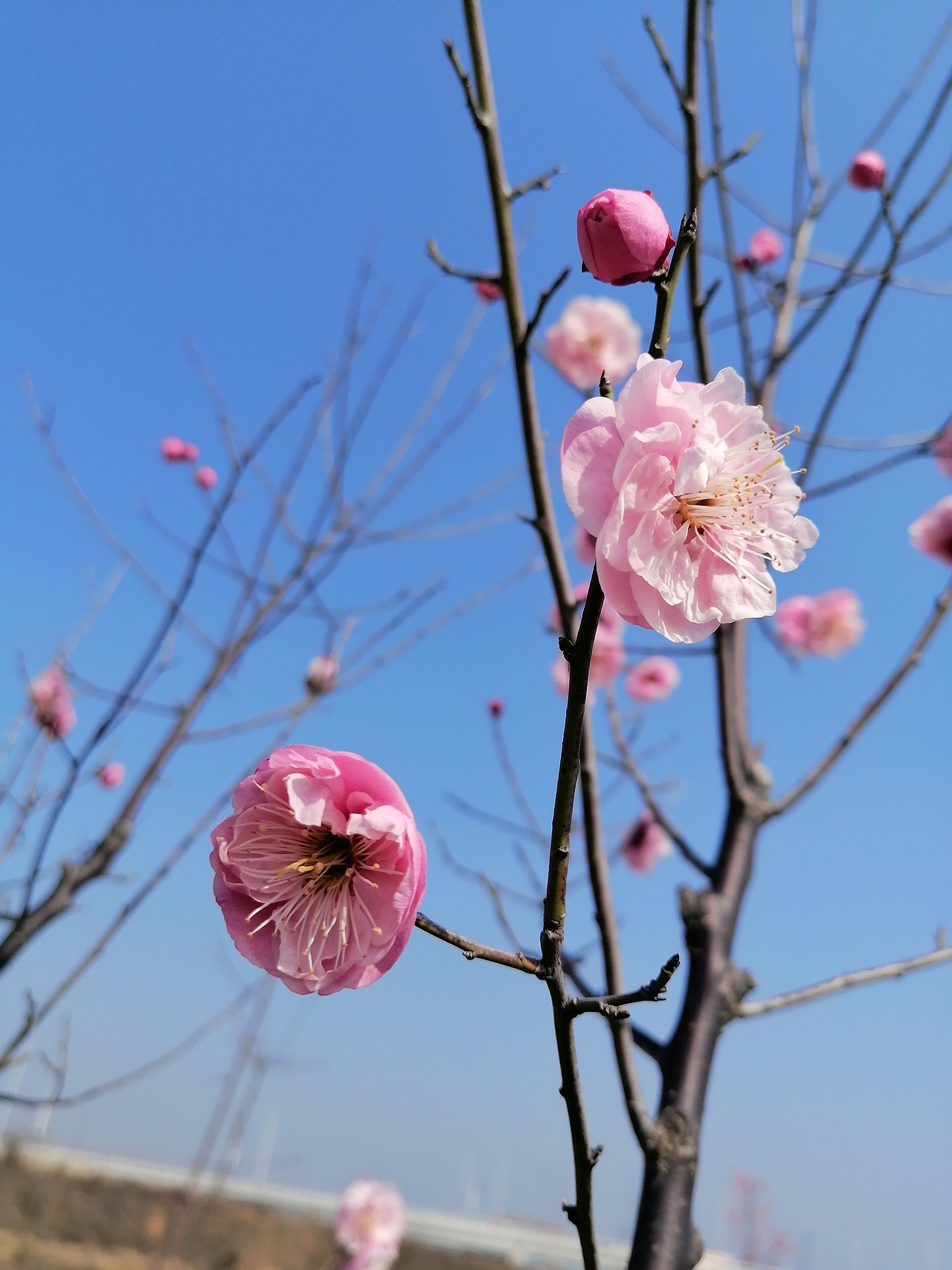 灼灼早春梅，东南枝最早（图ZMTk1Nzk1Mjg0） - 风光摄影 - 站酷设计师Z86709139原创素材 - 站酷ZCOOL