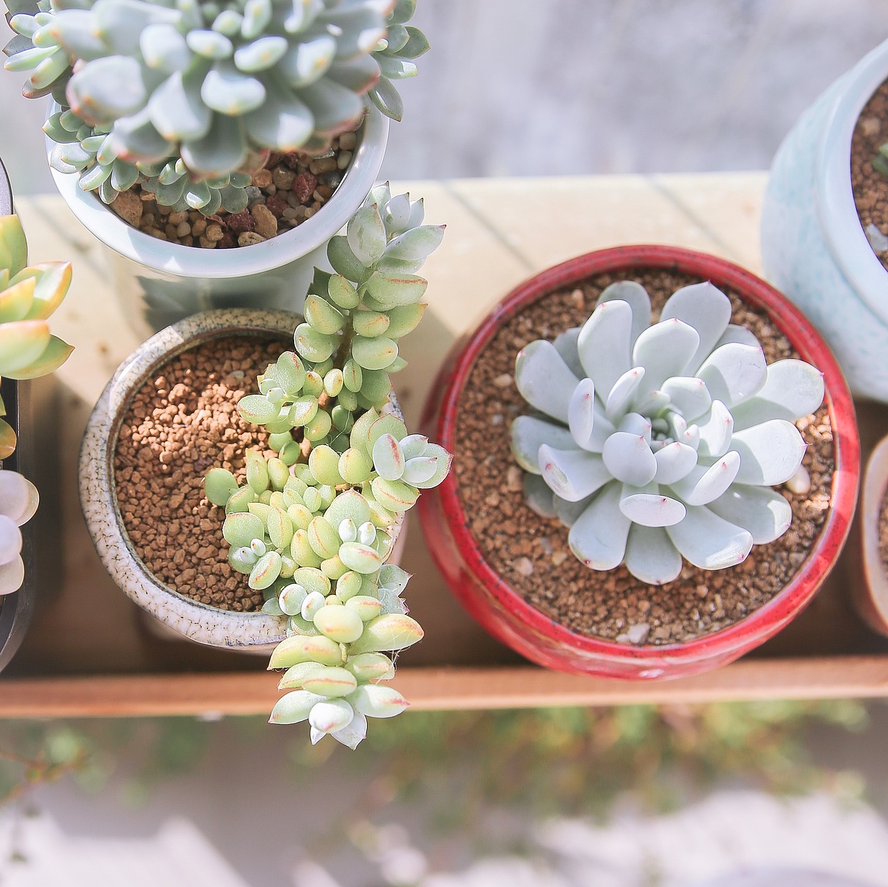 今日份多肉植物