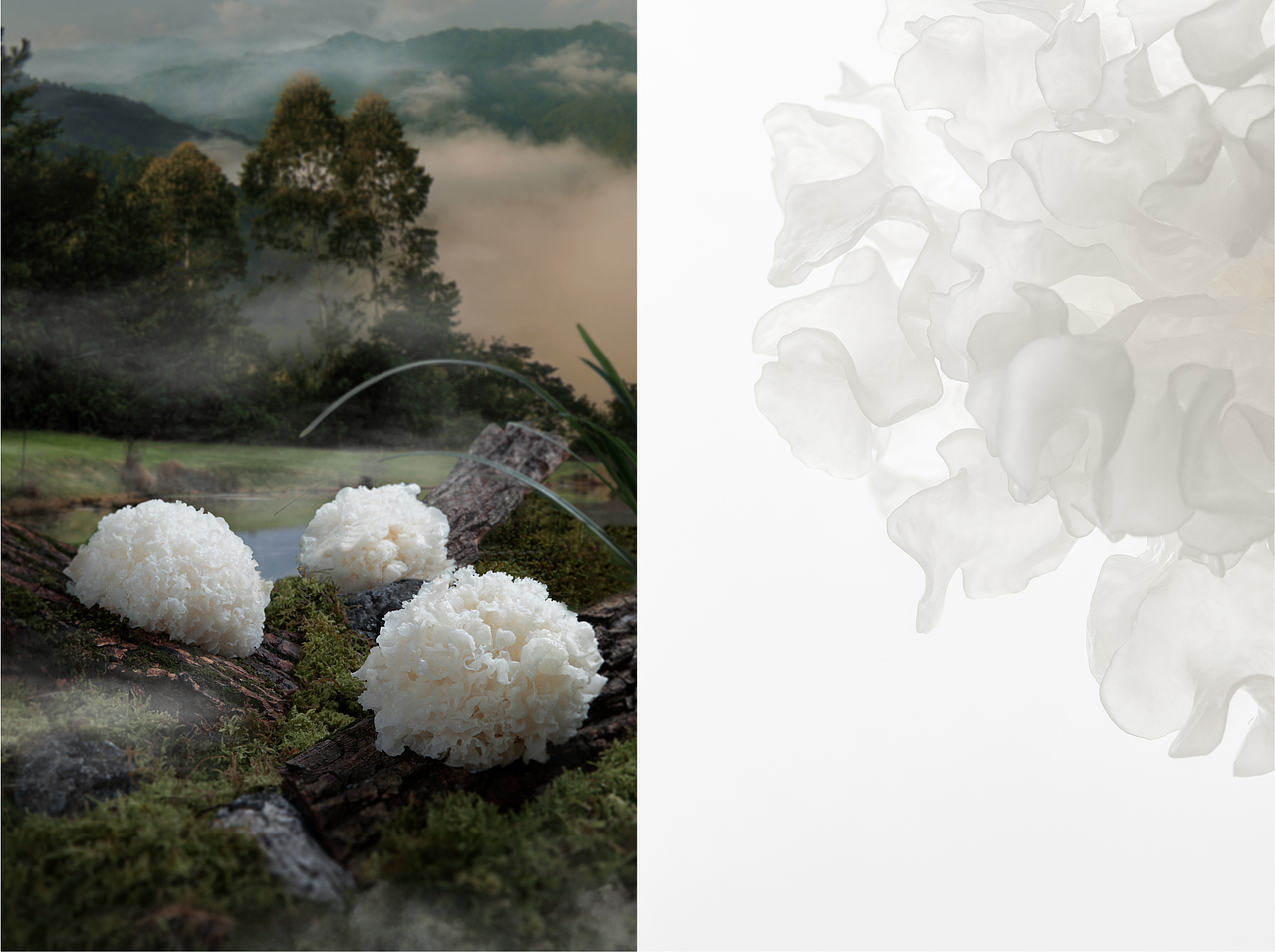 贡植堂GONGZHITANG品牌升级