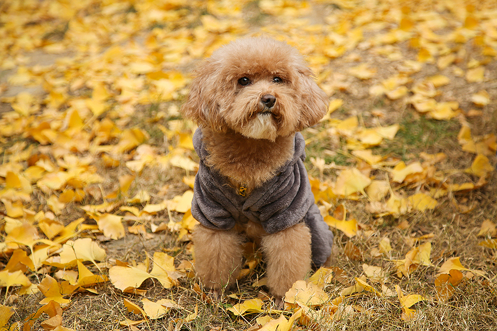 宠物衣服拍摄（图ZMTAyMjQwNjky） - 电商 - 站酷设计师麦咔影视原创素材 - 站酷ZCOOL