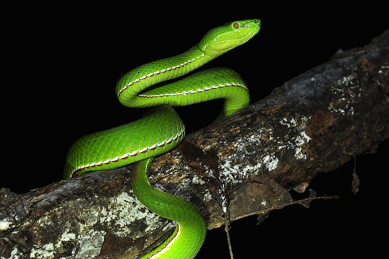 "福建竹叶青" 拍摄于 杭州·闲林