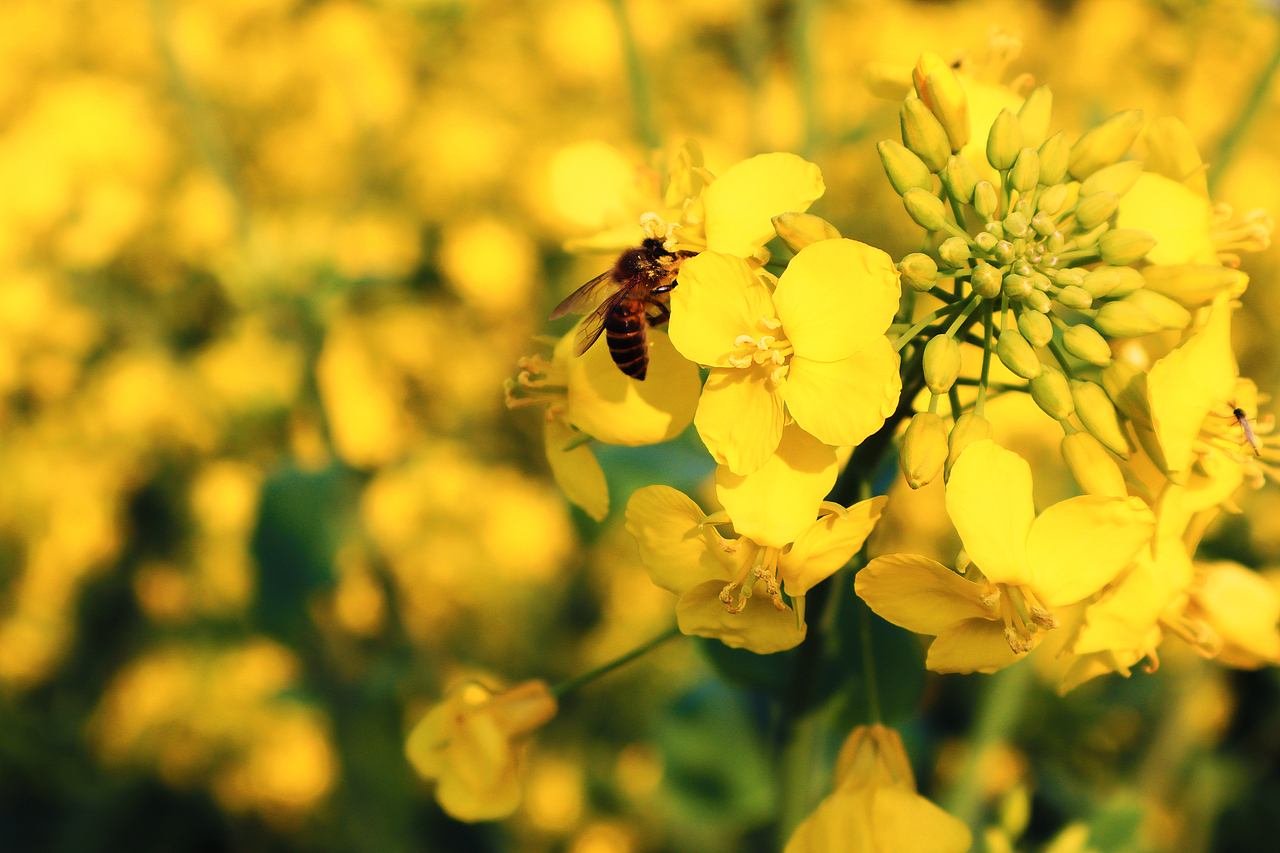 油菜花（图ZMjAwMjA4MDcy） - 风光摄影 - 站酷设计师KiKiKiKi设计原创素材 - 站酷ZCOOL