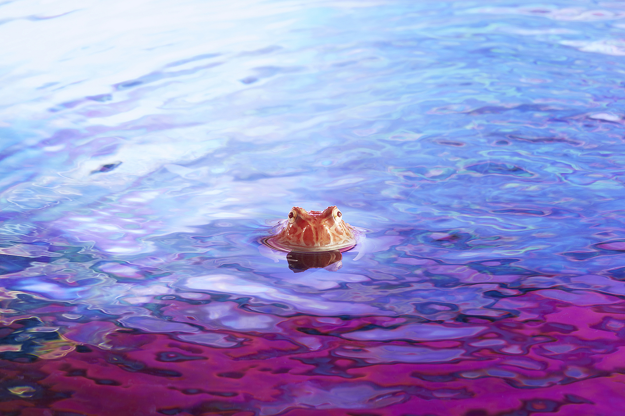 蛤蛤的彩虹温泉（图ZMTg0NDkyMjg4） - 宠物摄影 - 站酷设计师SHENGJIE胜杰原创素材 - 站酷ZCOOL