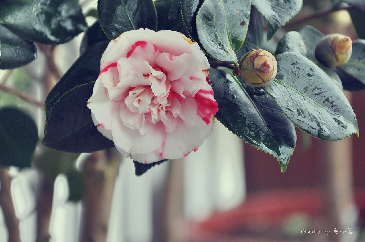 茶花