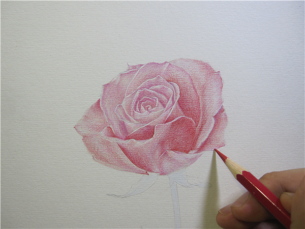 纸上彩铅--《玫瑰系贰》随录（图ZMTIwNjAyOTI=） - 绘画 - 站酷设计师超超的青葱原创素材 - 站酷ZCOOL