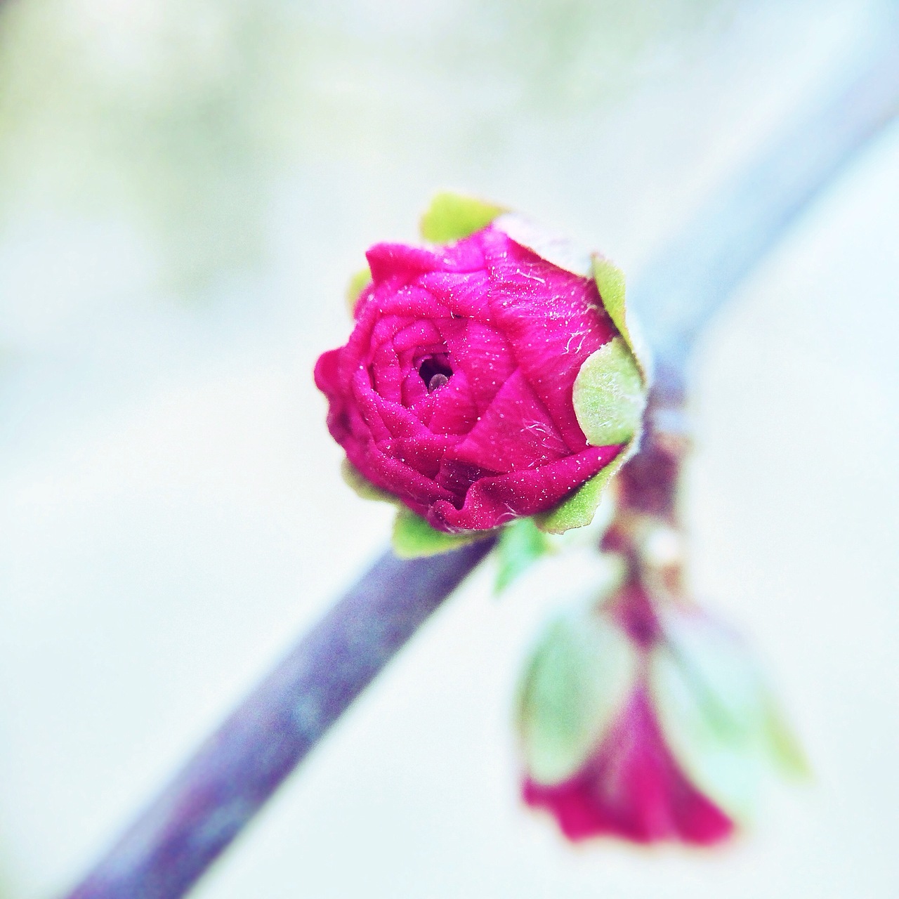 手机微距摄影作品-春日的气息