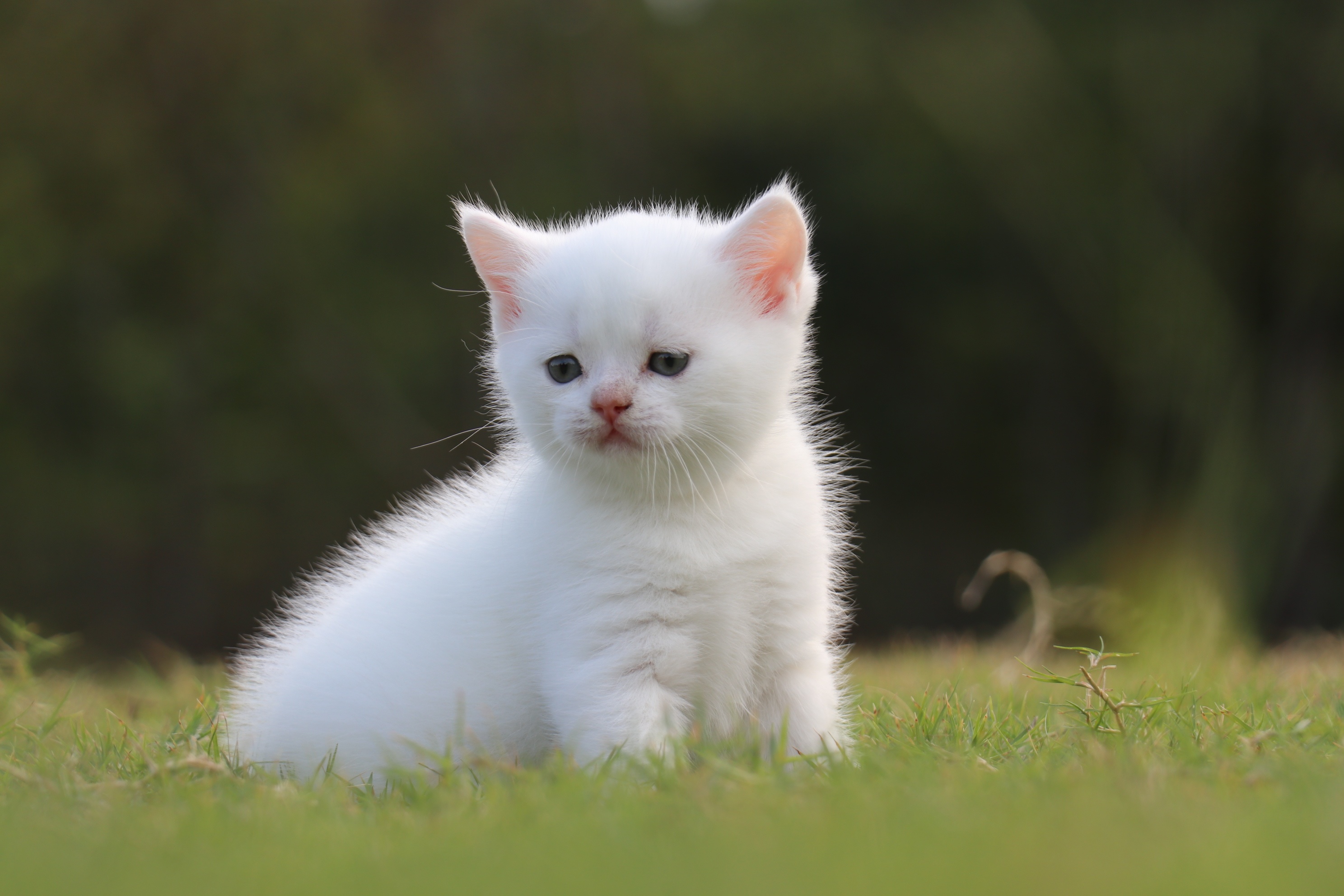 フリー画像|動物写真|哺乳類|ネコ科|猫/ネコ|子猫|白猫|画像素材なら！無料・フリー写真素材のフリーフォト