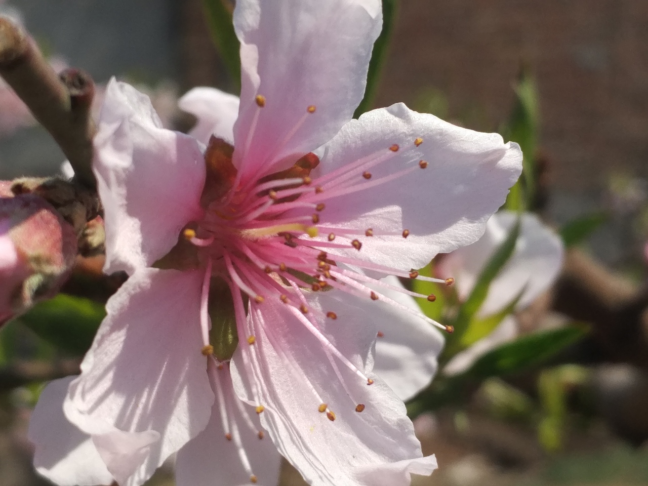 老家賞花（圖ZNzU1MzI0NzI=） - 風(fēng)光攝影 - 站酷設(shè)計(jì)師山山而川上的麥子原創(chuàng)素材 - 站酷ZCOOL