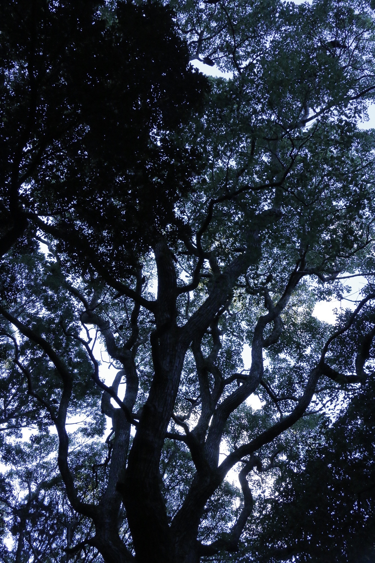 日本之行（图ZMTkzNTc4MDc2） - 风光摄影 - 站酷设计师郑克旭KC原创素材 - 站酷ZCOOL