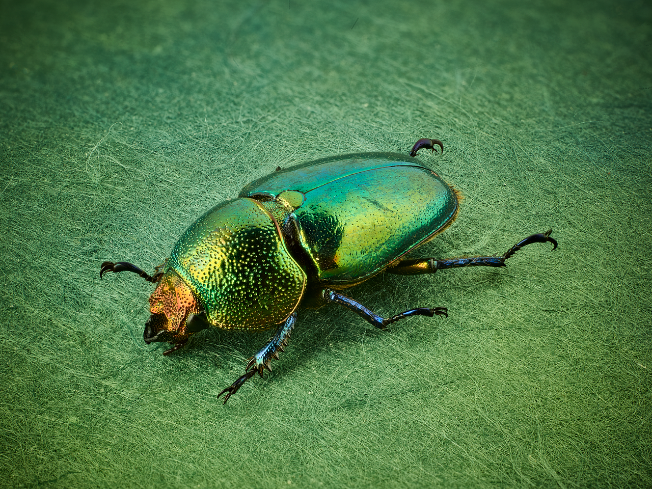 印尼雨林金锹甲,雌性