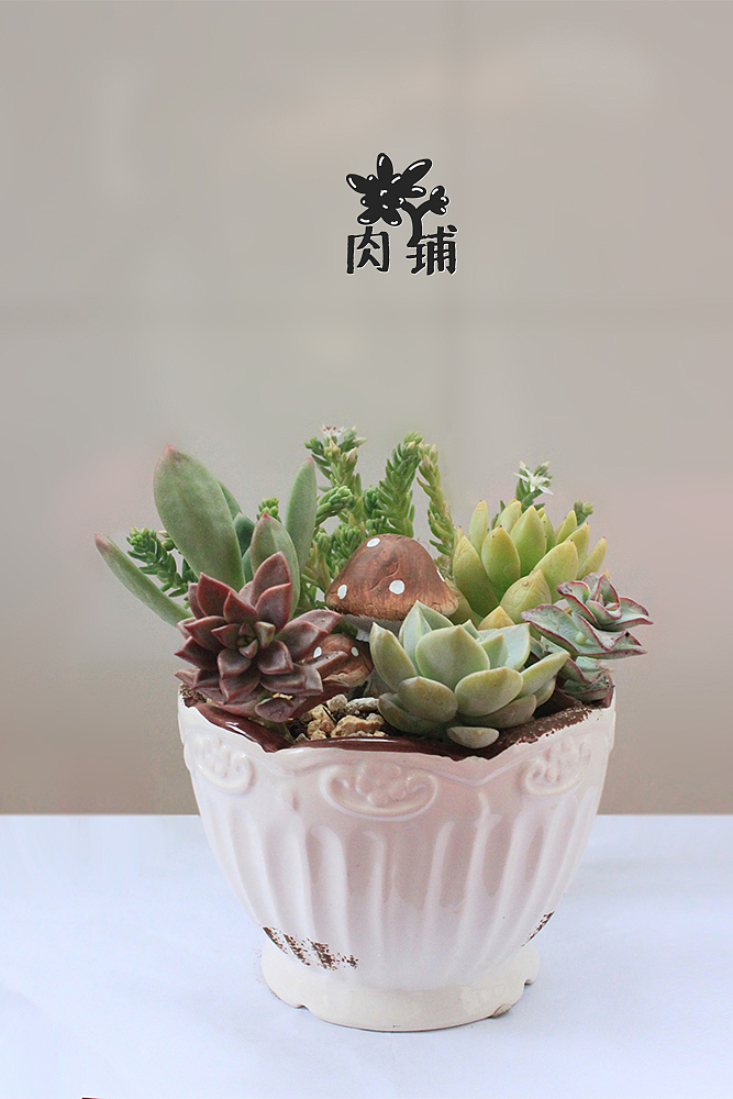 我的多肉盆栽（图ZMjcxMTgwMDQ=） - 其他手工艺 - 站酷设计师okado原创素材 - 站酷ZCOOL