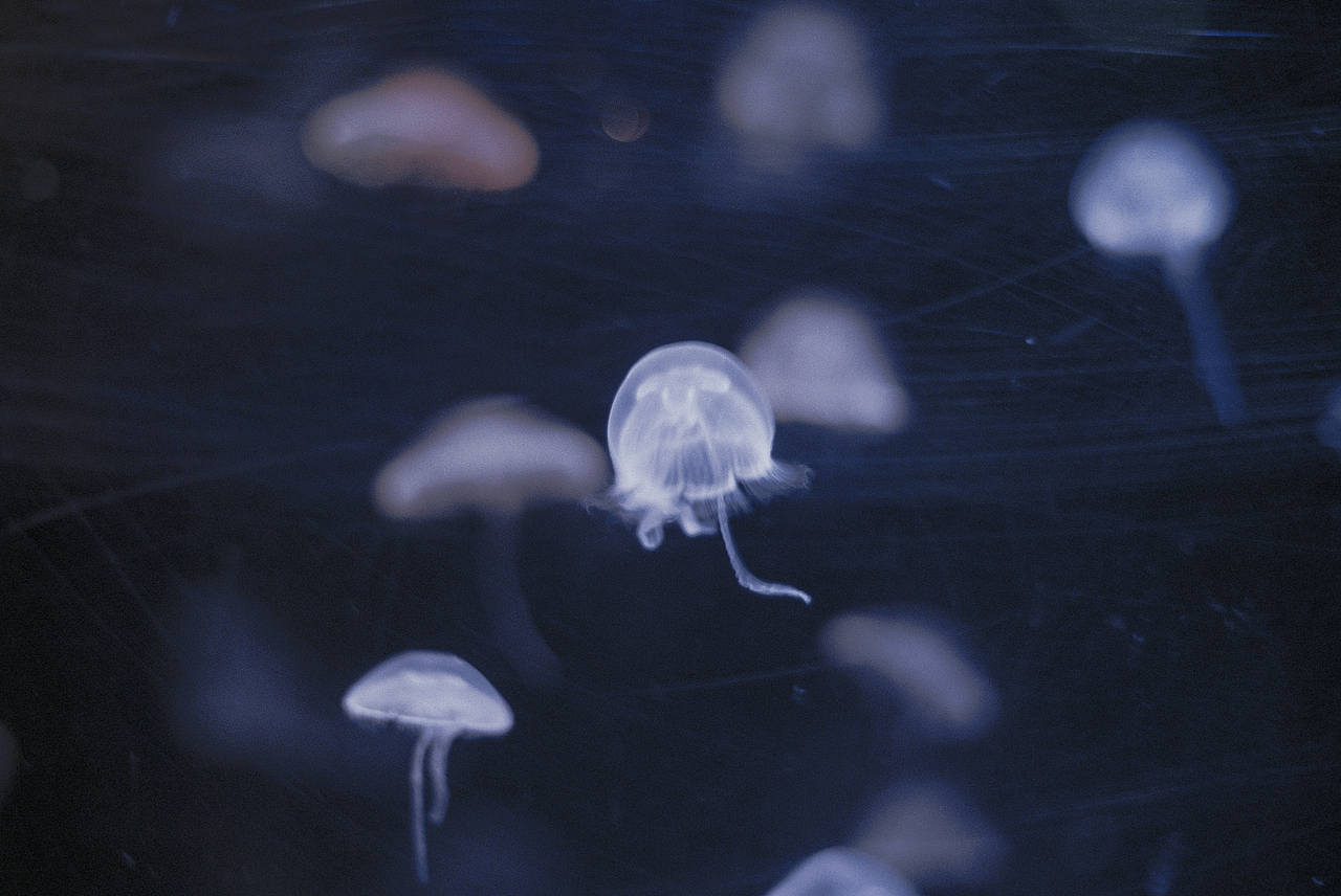 Fall in blue.（圖ZMTQ4NjYwMTg0） - 人像攝影 - 站酷設(shè)計(jì)師hi椰樹原創(chuàng)素材 - 站酷ZCOOL