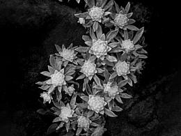 摄影笔记 | 茧衣香青