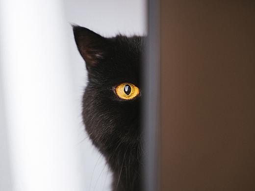 猫的私房 第三季
