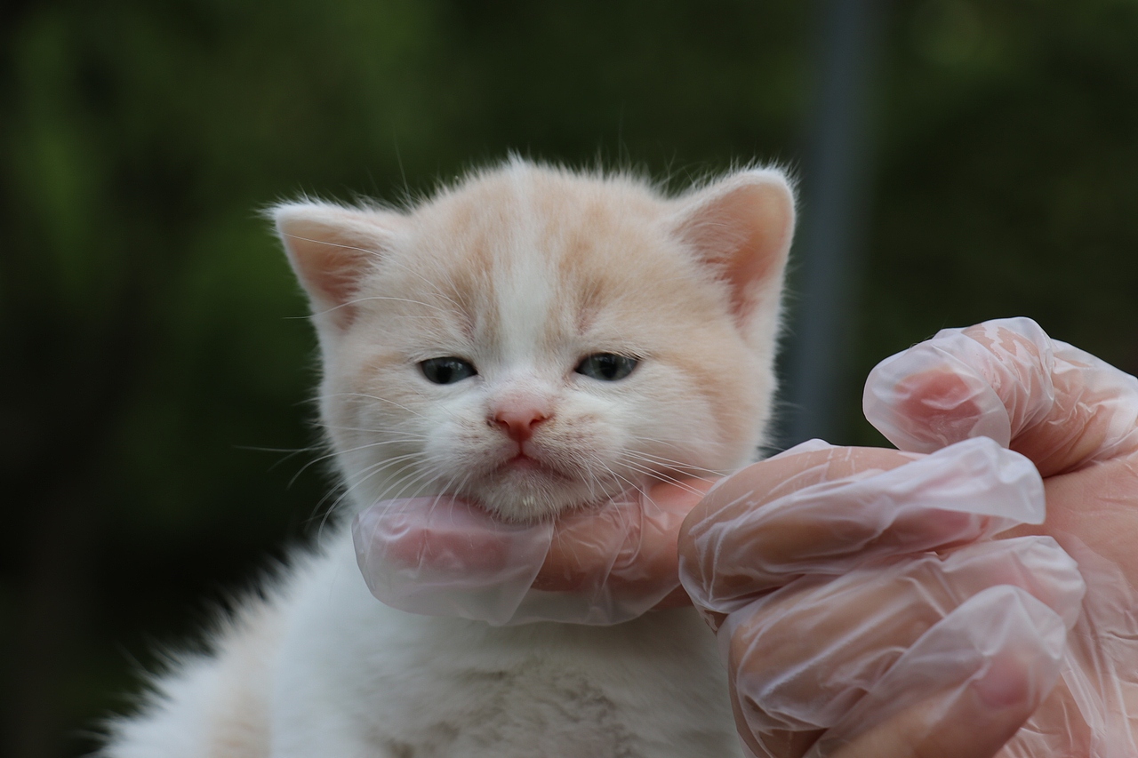 双血统英短\0508英短乳白梵公-熊二-27day450g