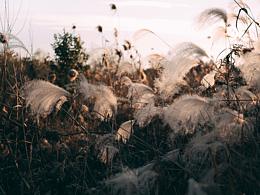 邂逅郊外的野草地
