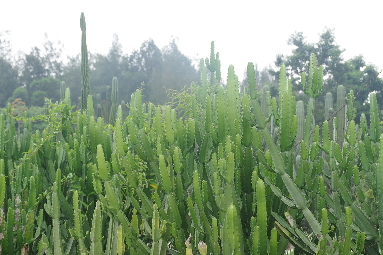 户外摄影--厦门摄影（鼓浪屿、植物园）（图ZNTc4Mzc4NzI=） - 环境/建筑摄影 - 站酷设计师今天能喝咖啡了吗原创素材 - 站酷ZCOOL