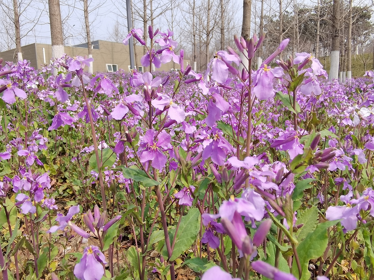 春天来了,用手机记录春天,荣耀30Pro+拍摄