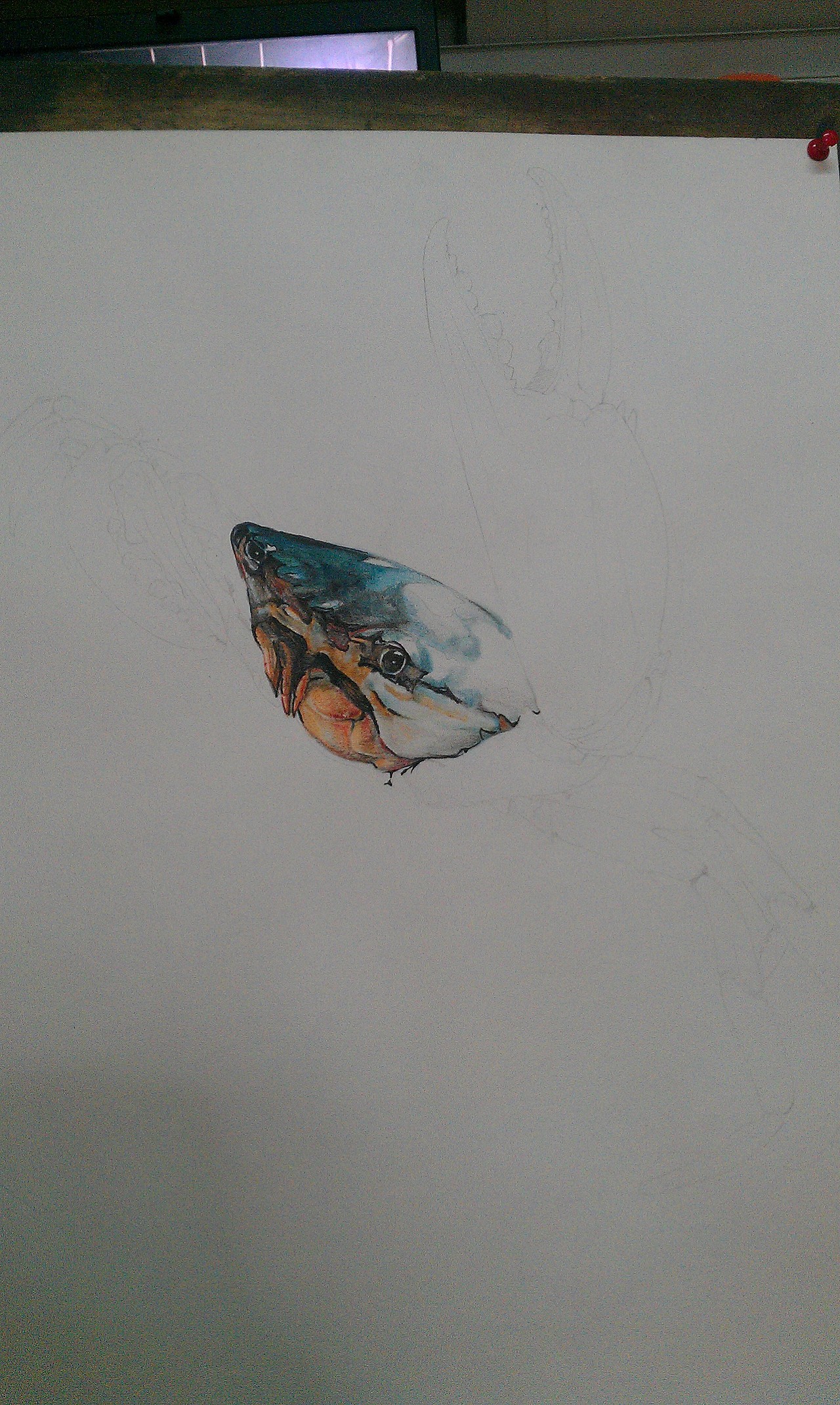 螃蟹彩鉛畫作（圖ZMTkzODg2MTI=） - 繪畫 - 站酷設計師德古拉斯杰原創(chuàng)素材 - 站酷ZCOOL