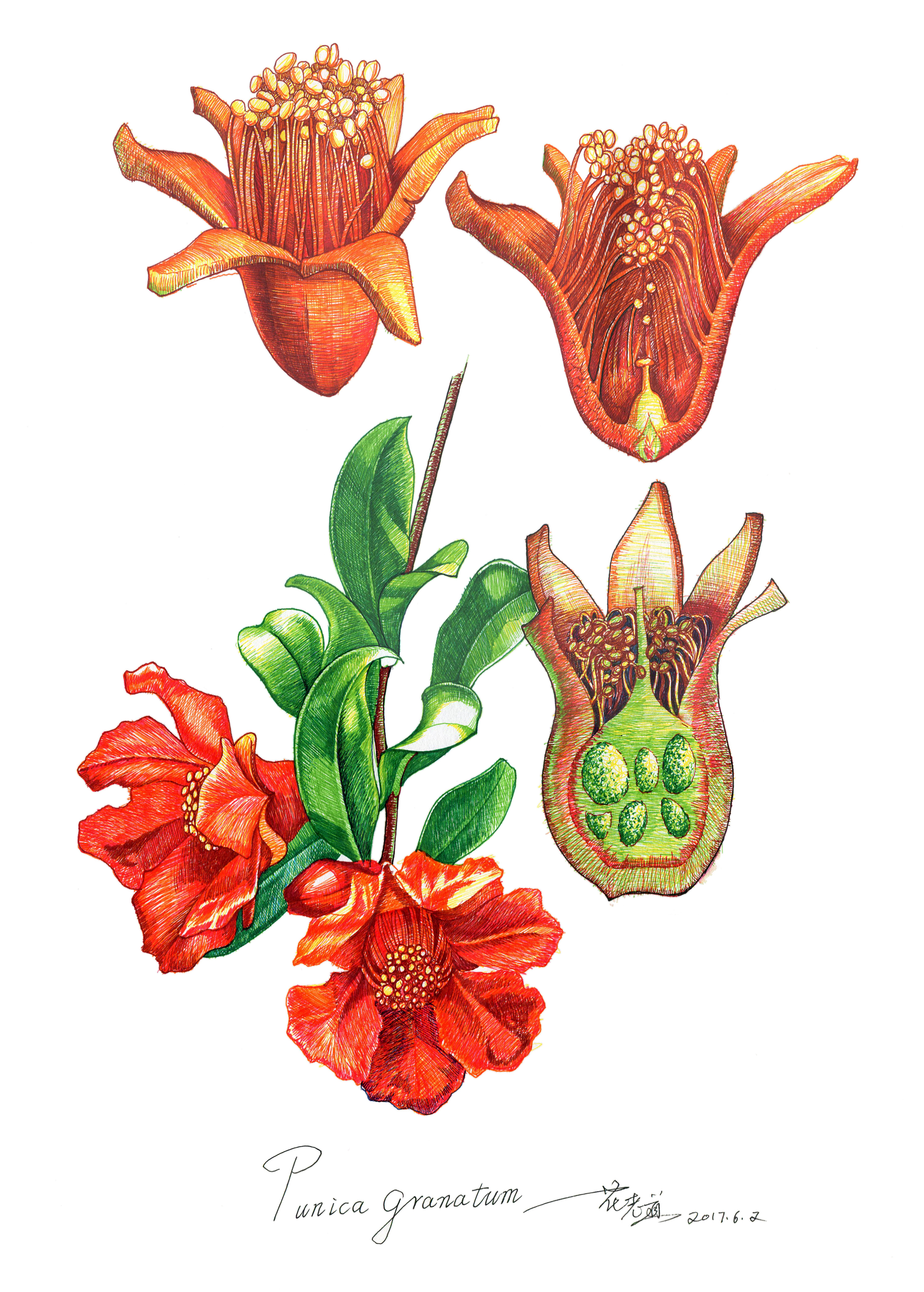 花老道的花与道博物画系列之植物画(三)