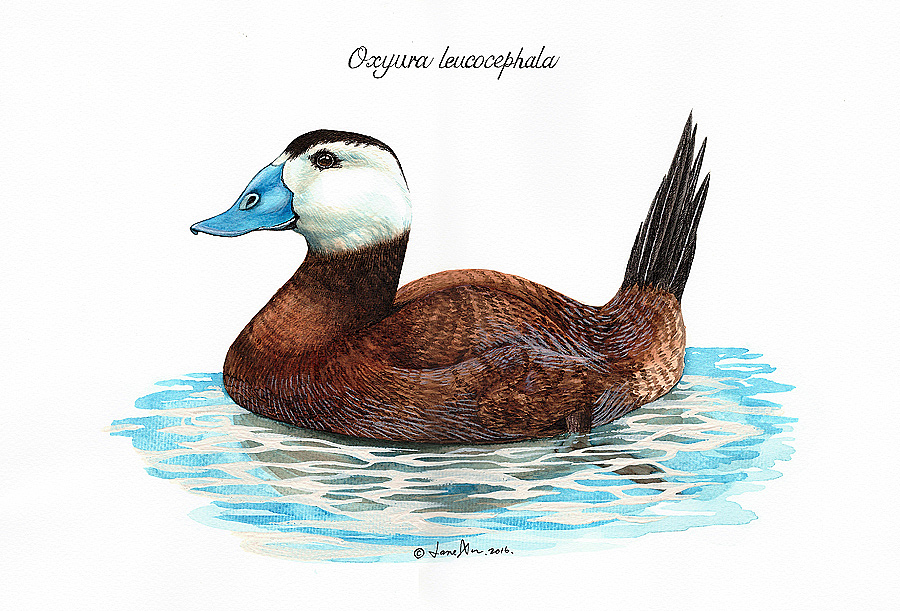 兔猻 白頭硬尾鴨 金雕 天山馬鹿 北山羊（圖ZMTIxMTQzMzAw） - 藝術(shù)插畫 - 站酷設(shè)計師jane7841原創(chuàng)素材 - 站酷ZCOOL