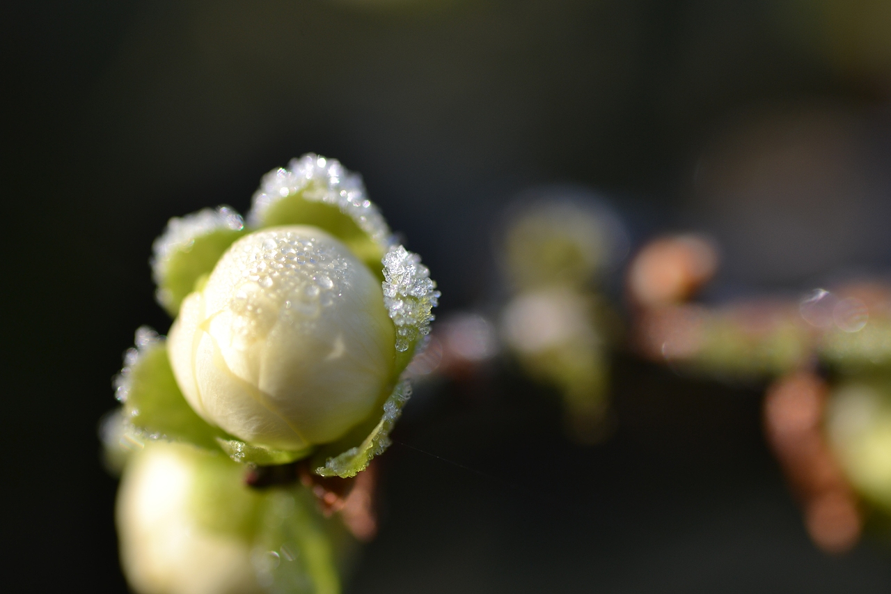 梅花与茶,2019年走山卖花鱼村