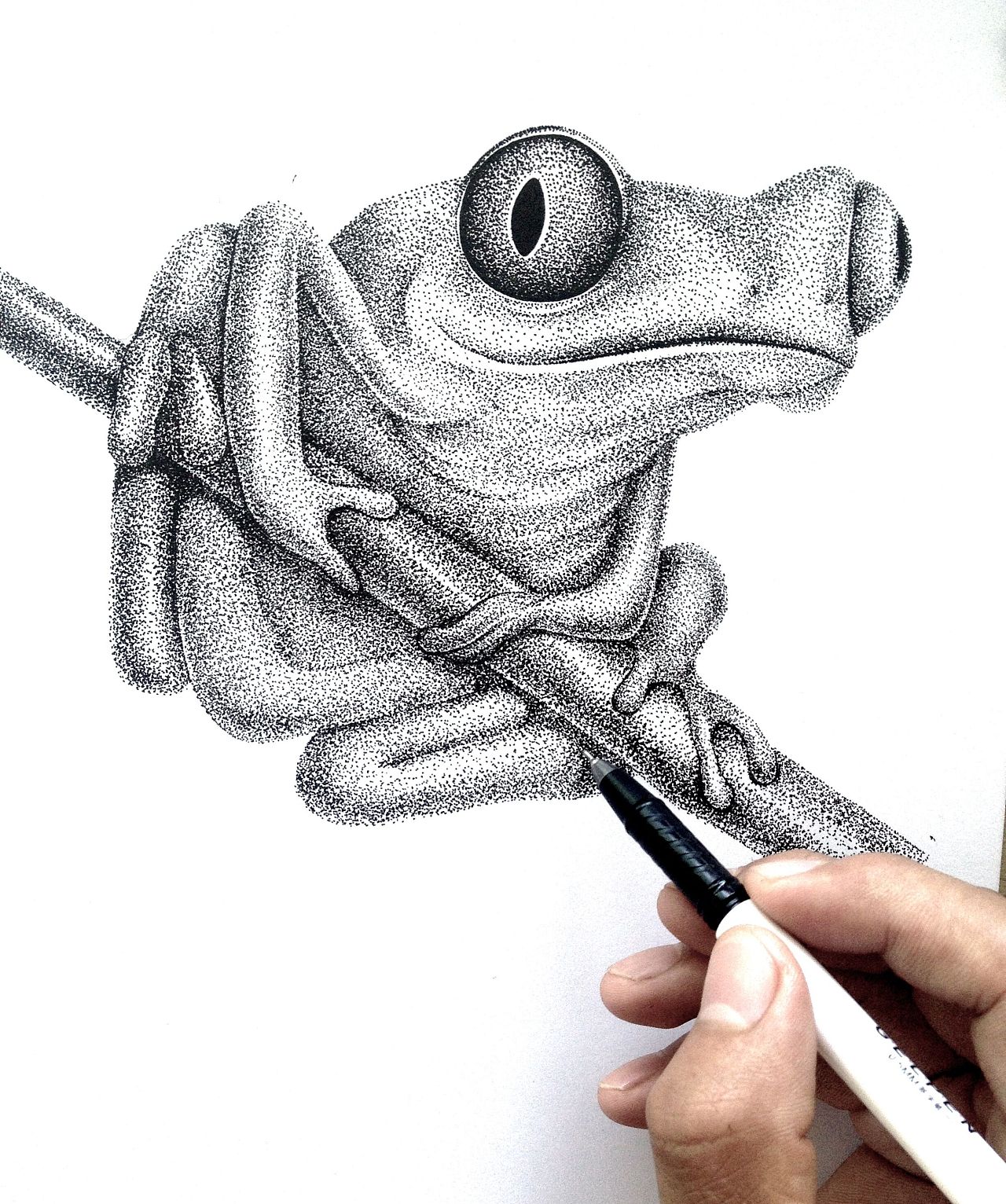 树蛙手绘练习|纯艺术|其他艺创|池中 - 原创作品 - 站酷 (ZCOOL)