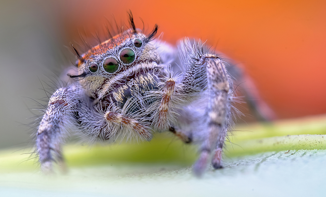 眼神+发型+卖萌（图ZMTkwMDcyODE2） - 风光摄影 - 站酷设计师瓜哥微距摄影原创素材 - 站酷ZCOOL