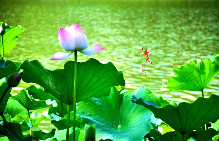 丰庆公园的荷花_西安