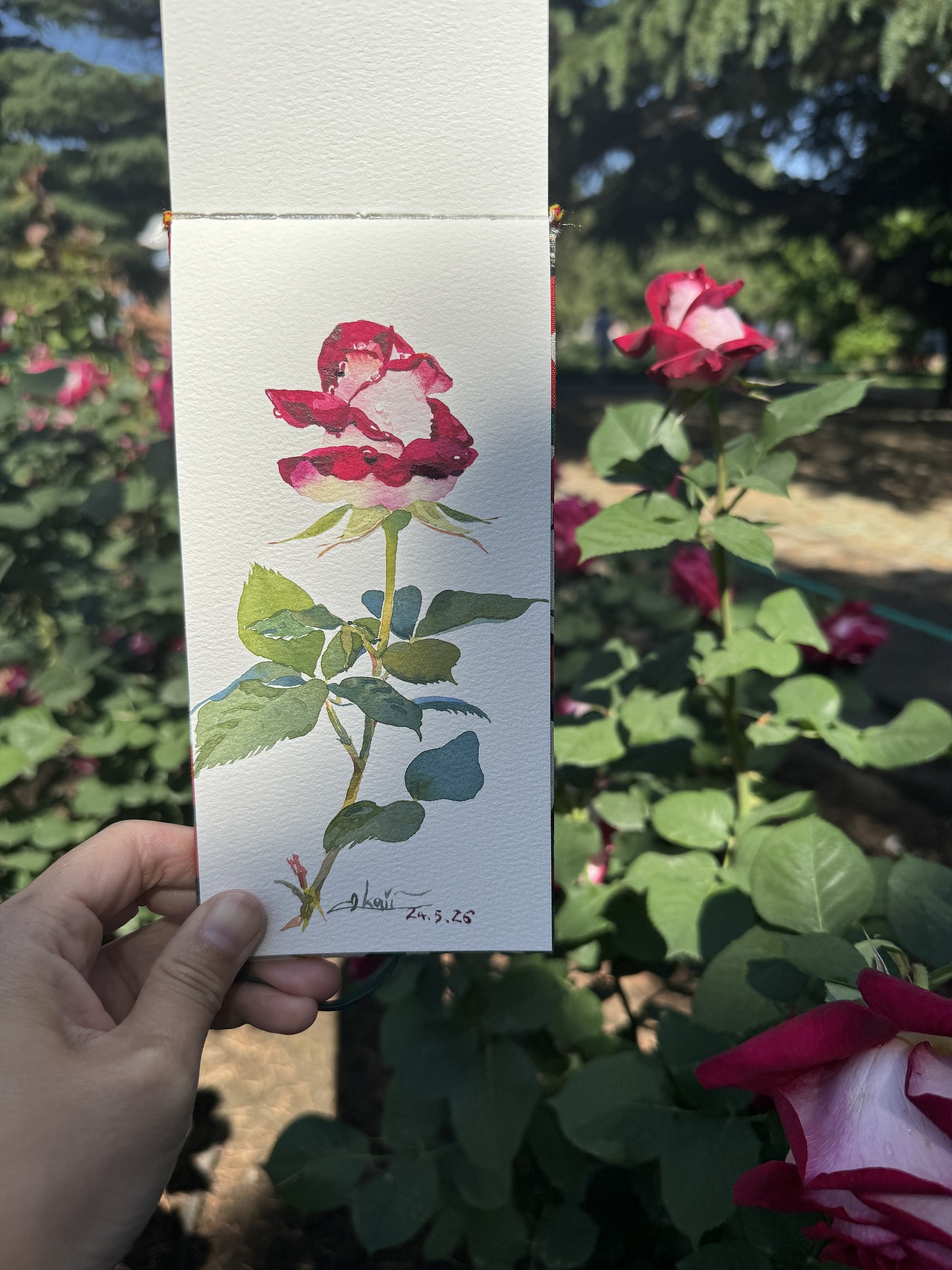 2024天坛月季园写生合集(1)