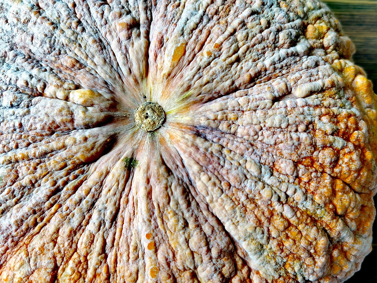 阿姨从地里带回来南瓜。