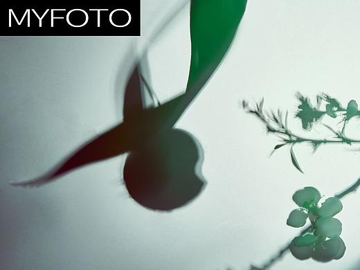 MYFOTO LAB | 天光清明 芳华显尽