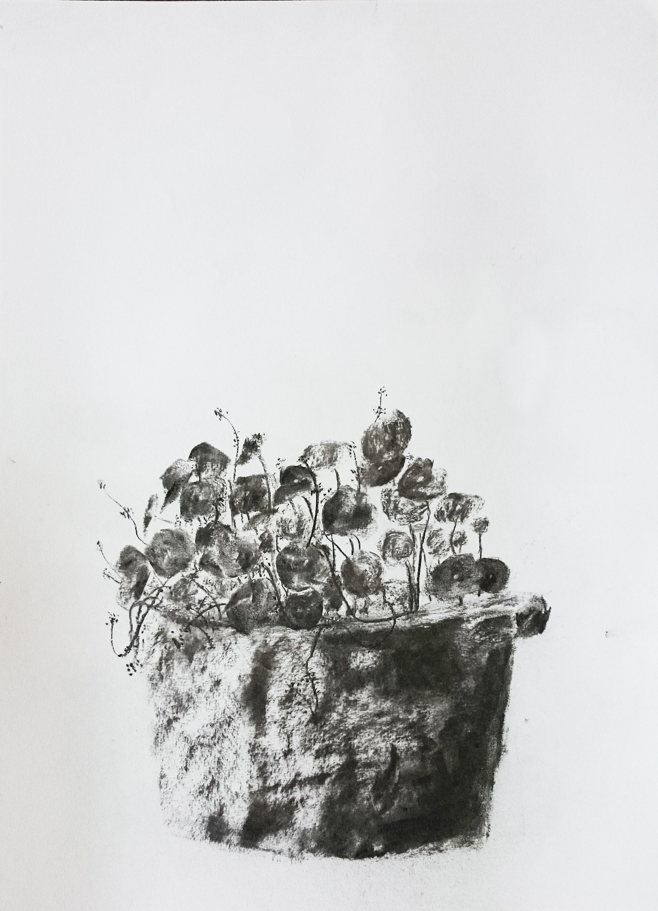 小院里的铜钱草,甚是喜欢