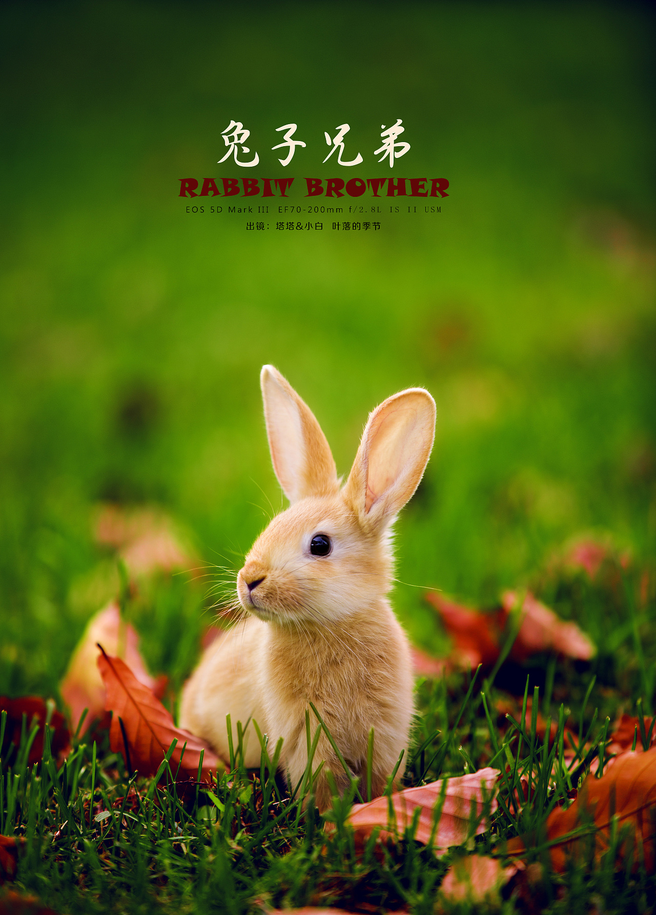 兔子兄弟|摄影|动物|cyf4477 - 原创作品 - 站酷 (ZCOOL)