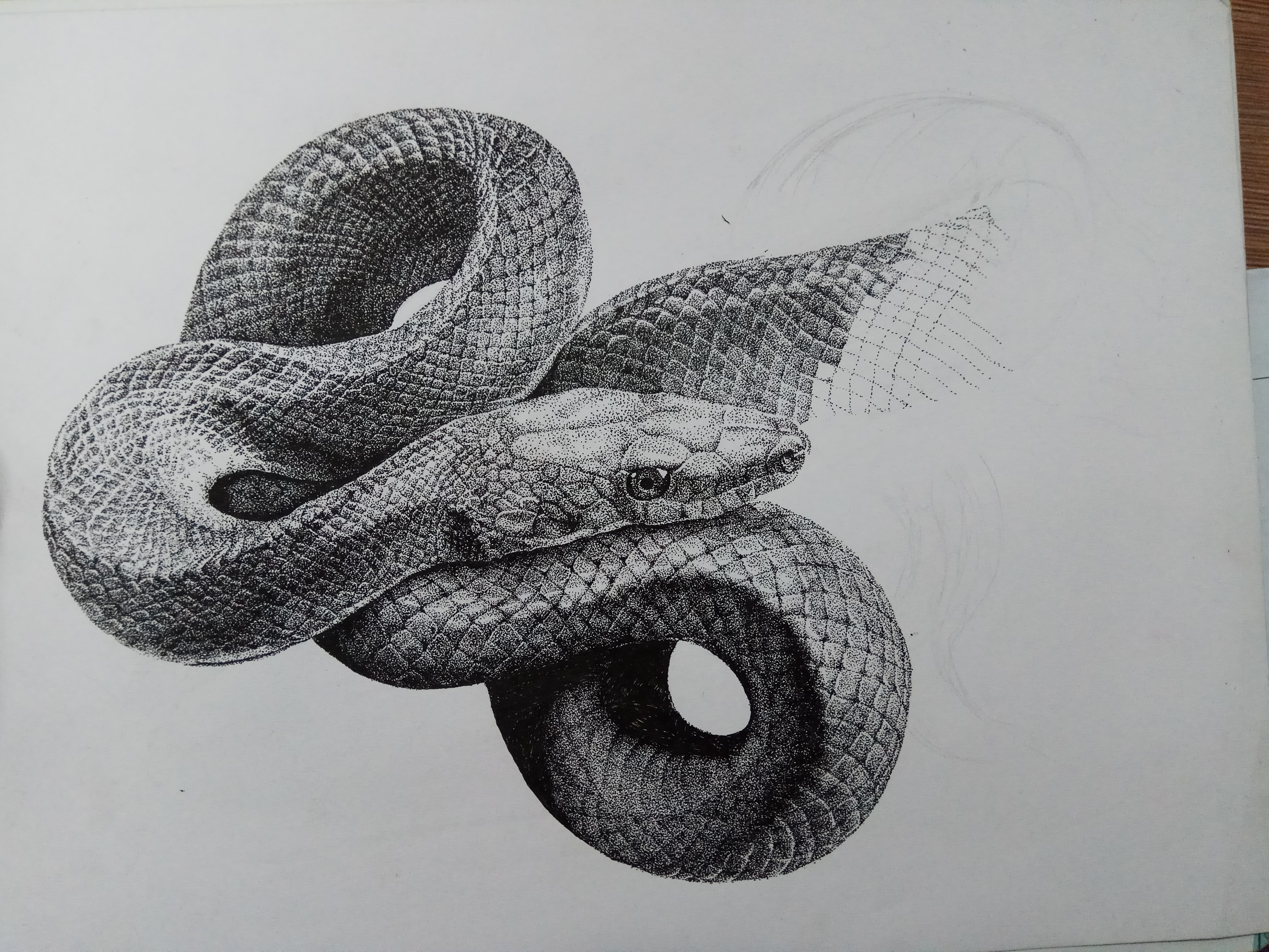 一条小蛇的诞生