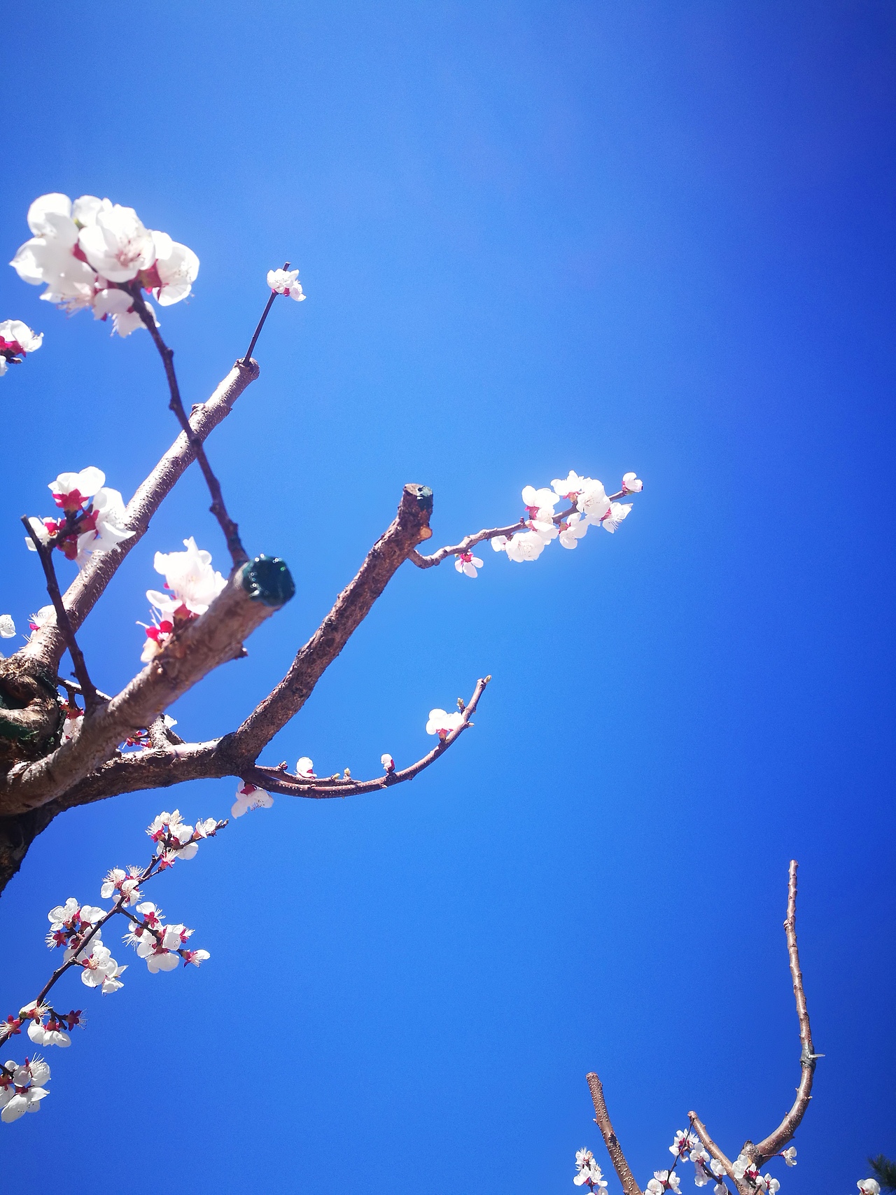 春暖花开2（图ZMTUxMDAyODQ4） - 风光摄影 - 站酷设计师CearyQi原创素材 - 站酷ZCOOL