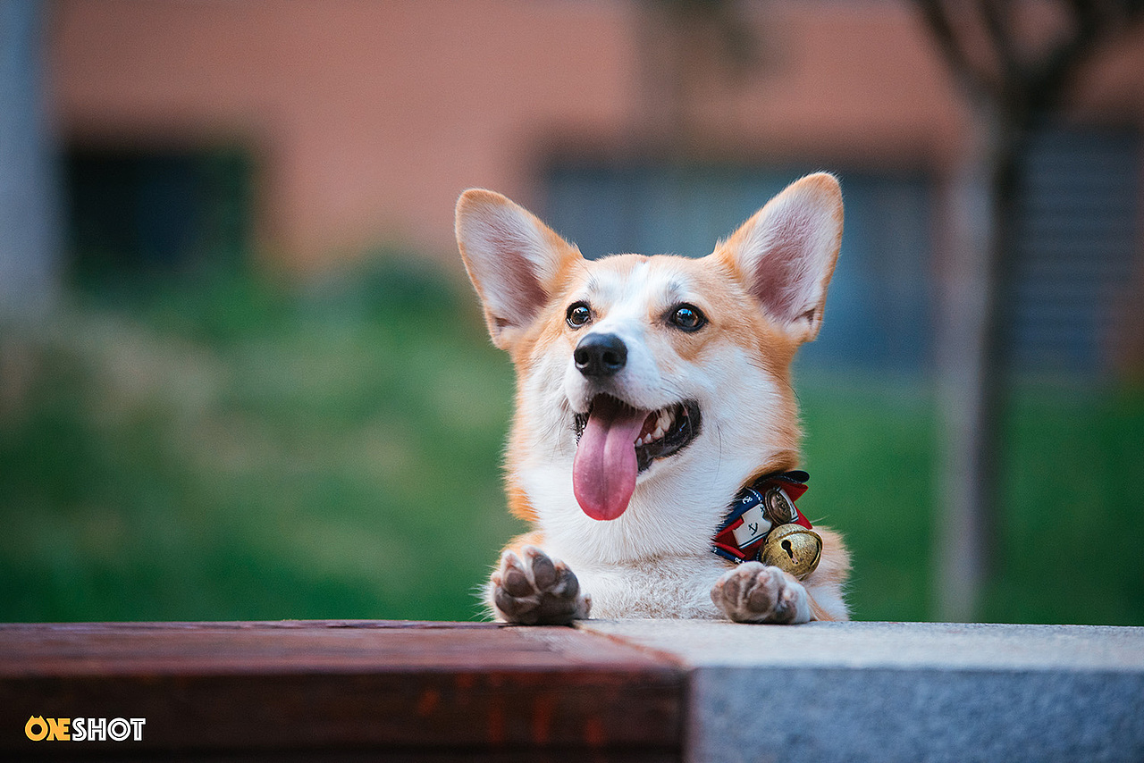 宠物摄影丨一只超级恋家的柯基米格
