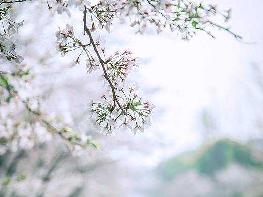 龙虎山的樱花