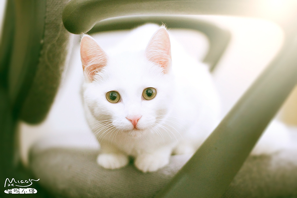 二千岁的老阿姨的个人主页（封面预览） - 主页封面设置 - 站酷设计师二千岁的老阿姨原创素材 - 站酷ZCOOL