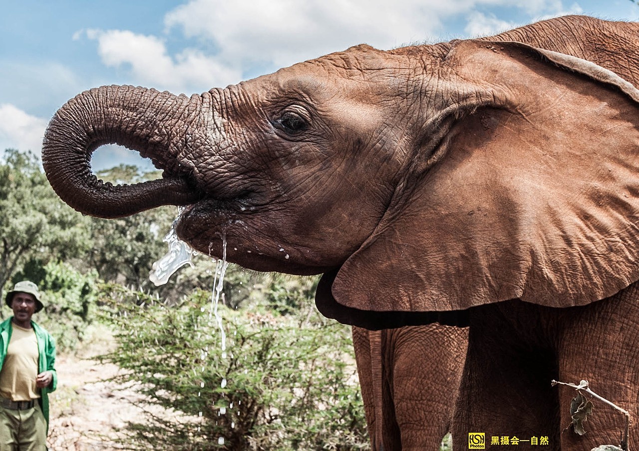 小象用鼻子把水吸起来之后,然后把鼻子放进嘴巴再喷出来。