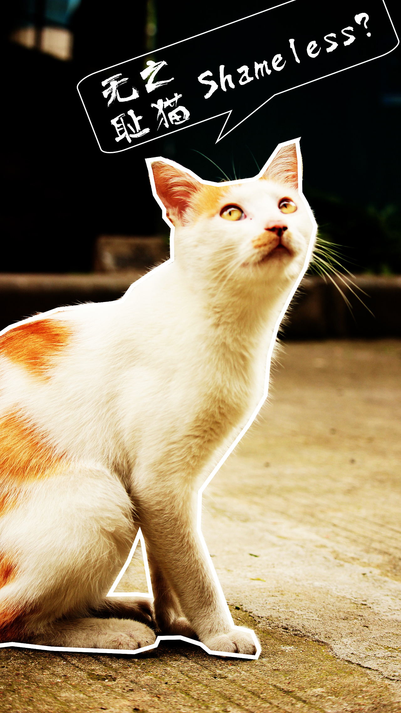 喵的公寓处分通告（图ZMzMwNDg2OTI=） - 宠物摄影 - 站酷设计师HAOHAO设计原创素材 - 站酷ZCOOL