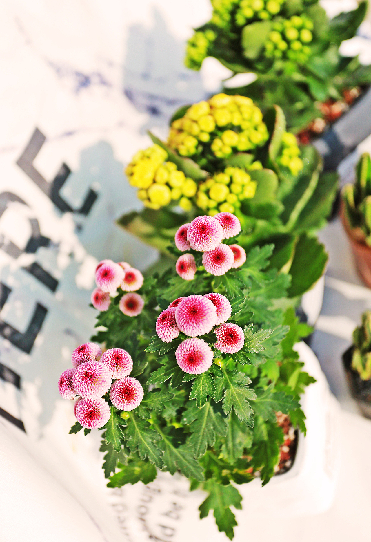 【溪隐创意】冬日里的那些小可爱（图ZMTM2NDYxNDk2） - 产品摄影 - 站酷设计师溪隐创意原创素材 - 站酷ZCOOL