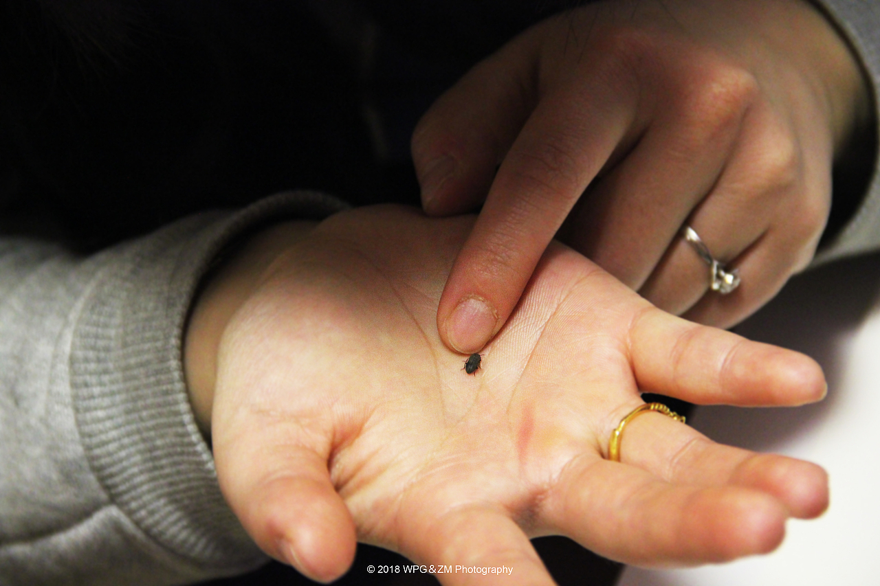 《 小虫与草莓 》